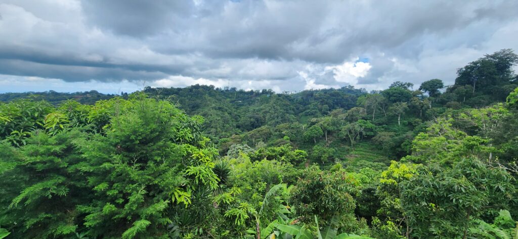 Hilltop view of the rainforest in El Salvador