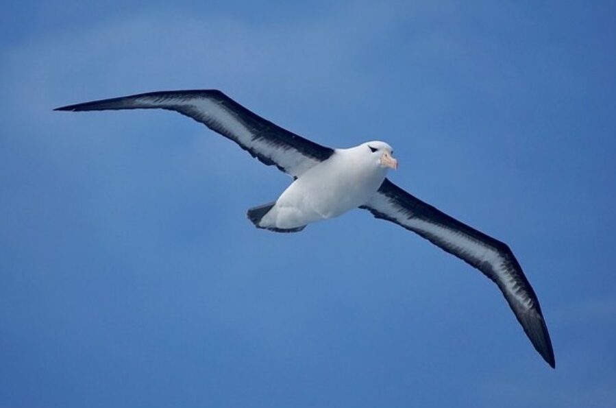 On the way to Antarctica: A Wandering Albatross was hovering over the expedition ship while crossing the Drake Passage.