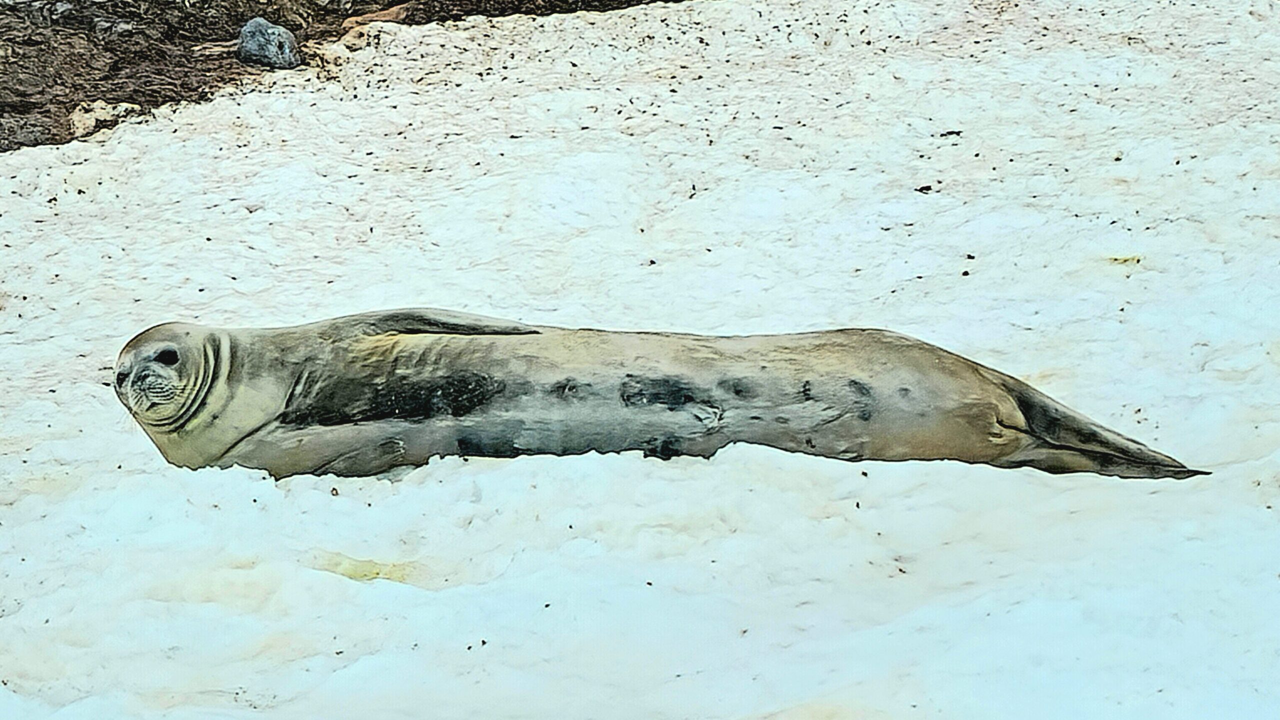 A Weddell Seal in Antarctica waking up from a snooze.