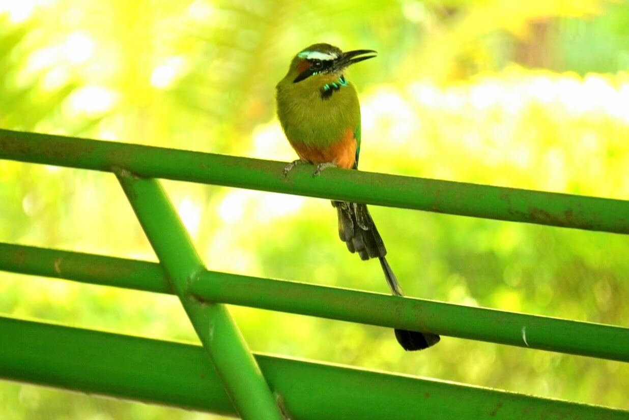 Torogoz, also known as a Turquoise-browed motmot. It is a national symbol of El Salvador