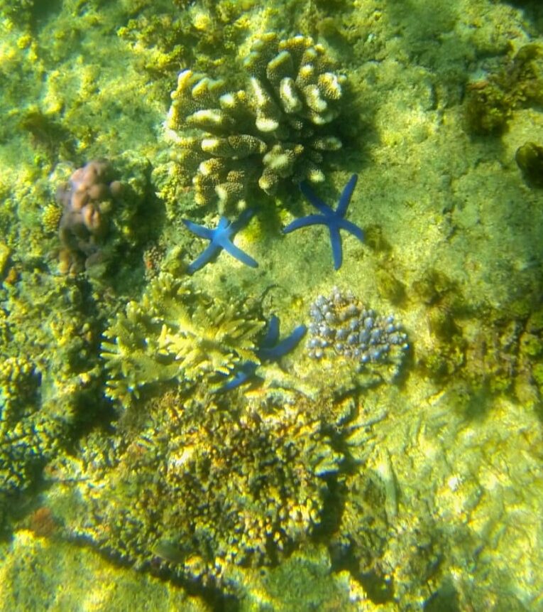 Clear, warm waters make for excellent snorkeling in Fiji.