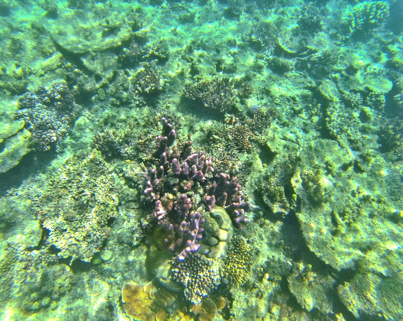 Lots of colorful corals in Fiji