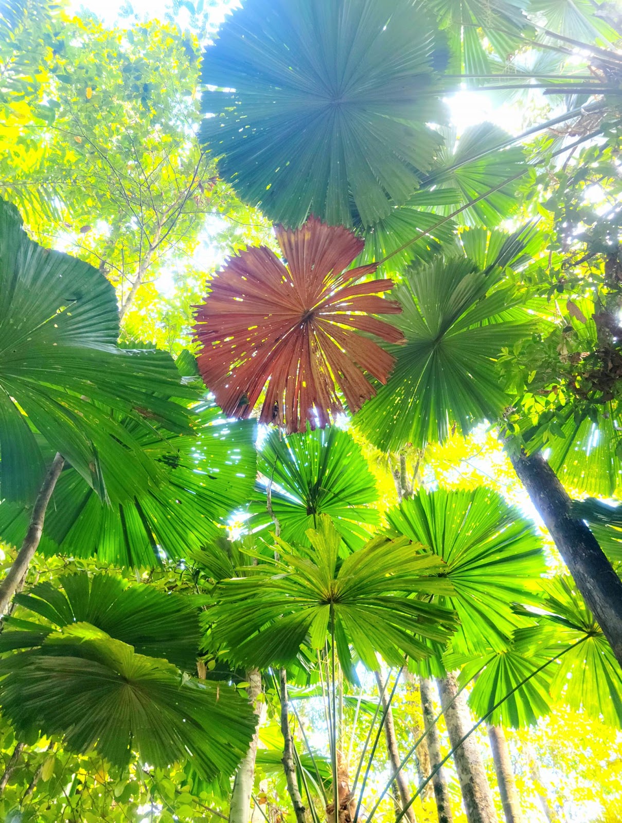 The canopy in Daintree Rainforest in northern Queensland, Australia.