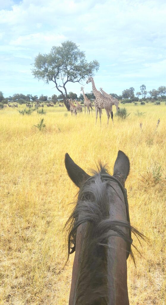 Amazing up close encounter with giraffes in Botswana.