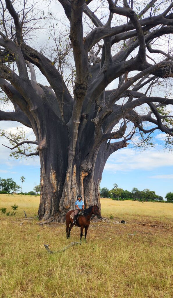 Came across this 1,000+ year Baobob tree on a horse riding vacation.