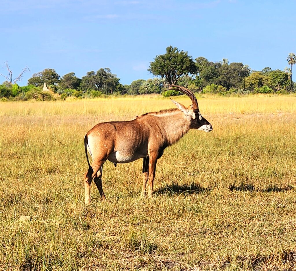 A Roan Antelope bull seen during a ride in Botswana