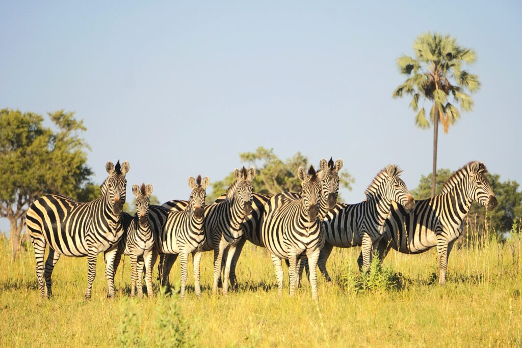 A herd of zebras in Botswana keeping a watchful eye as I rode by.