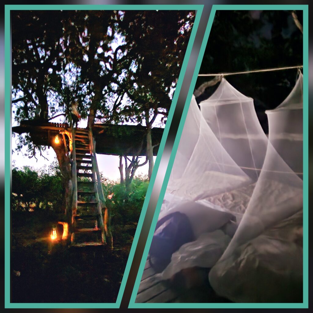 African horse safari campout at a treehouse in the savanna in Botswana 