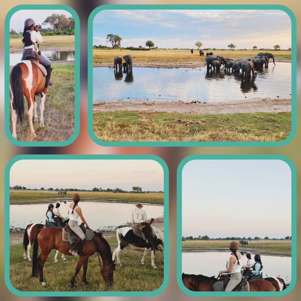 African horse safari evening ride scenery and sightings in the Okavango Delta in Botswana.