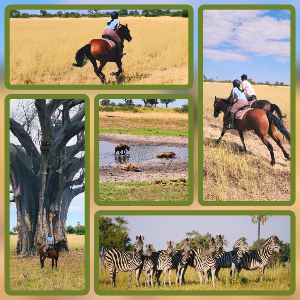 African horse safari views and sightings from a faster morning ride at the Okavango Delta in Botswana.