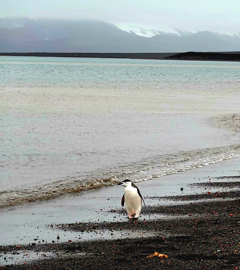 A solo chinstrap penguin waddles along the shore of Deception Island.