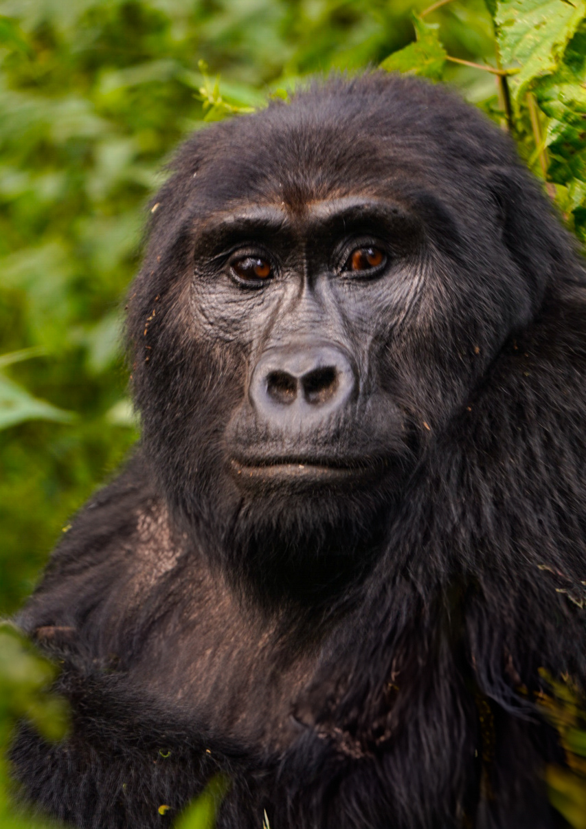 gorilla in Uganda